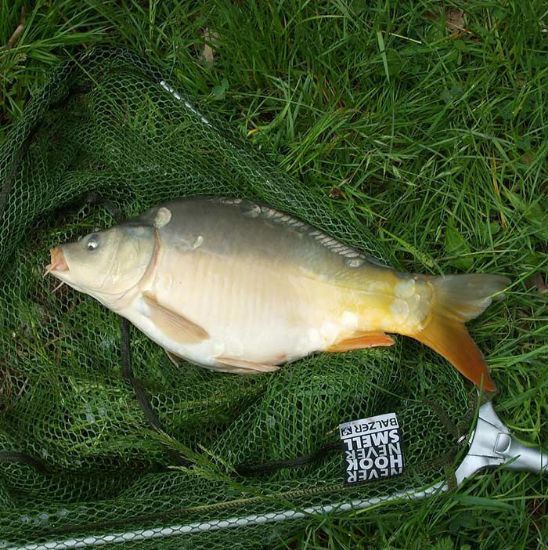 Picture of Carp fish