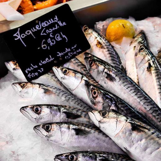 Picture of Mackerel Bangda Fish