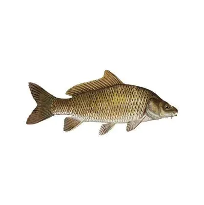Picture of Carp fish