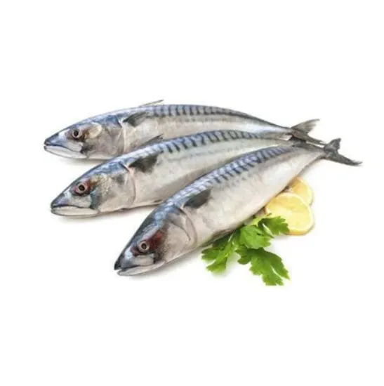 Picture of Mackerel Bangda Fish