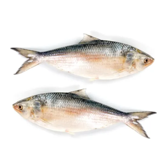 Picture of Hilsa Fish