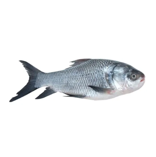 Picture of Katla fish