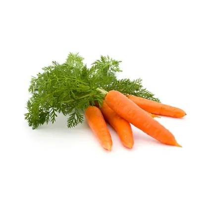 Picture of Carrot Seeds